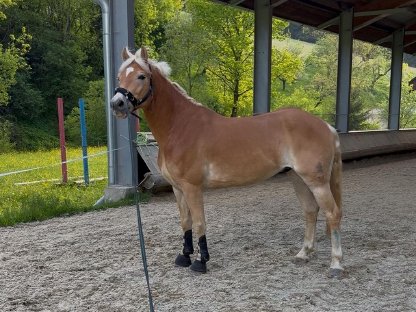 Wunderschöner Sporthaflinger zu verkaufen