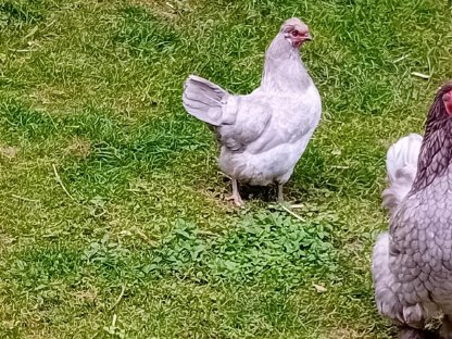 Bild 4:Bruteier - Lavender Araucaner, Seidenhühner, Blumenhühner