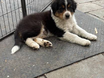 Australian Shepherd Welpen, bunt, süß, reinrassige Eltern