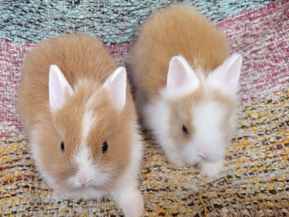 Mini Löwenzwerge