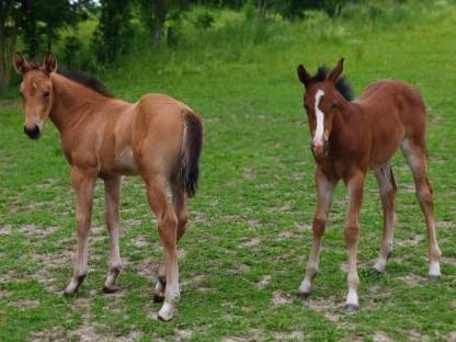 Quarter/Paint Horse und Mix Fohlen