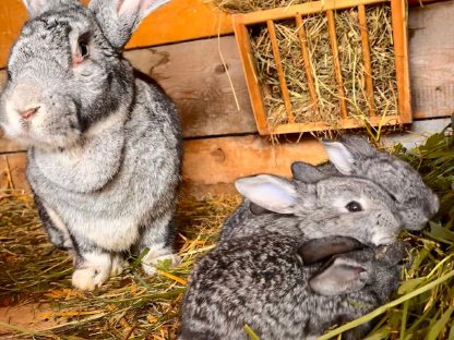 Bild 4:Belgische Riesenhasen zu verkaufen