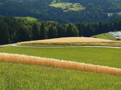 Wintergerste & Triticale