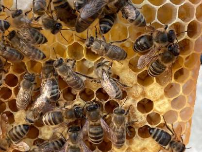 Bienenkönigin
