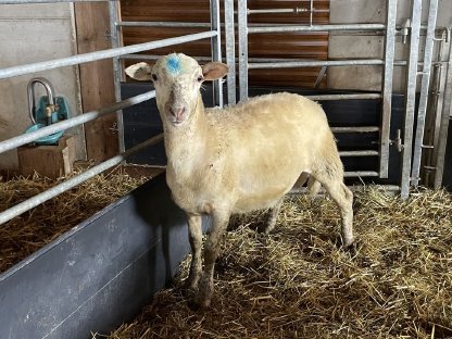 Bild 6:Nolana Lämmer + 2-jähriger Nolana Widder