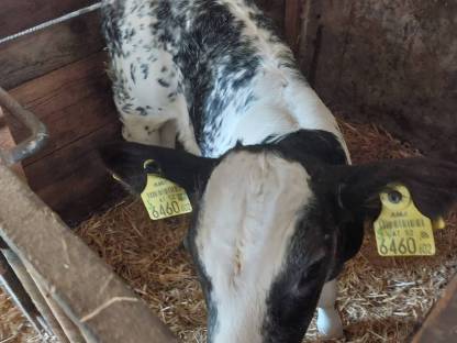 Weißblauer Belgier Kuhkalb 2 Stk.
