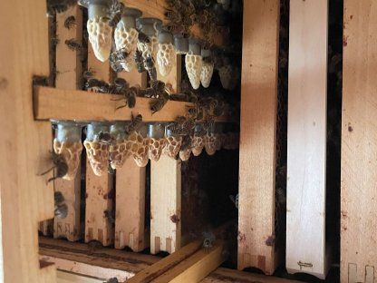 Bild 3:Carnica-Bienenköniginnen