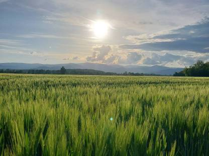 Gerstenstroh ab Feld