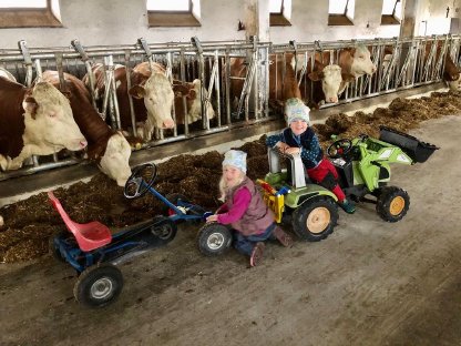 Zuchtbetrieb verkauft ständig trächtige Fleckvieh-Färsen