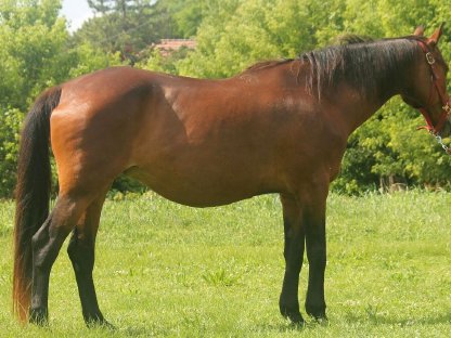 Bild 4:Furioso (Ungarisches Halbblut) Stute