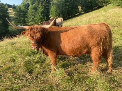 Hochlandrind Kuh