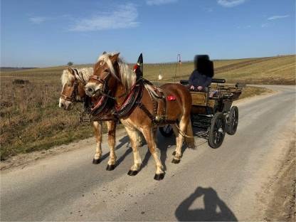 Zwei Haflinger und Kutsche