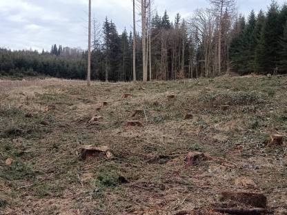 Bild 2:Forstdienstleistungen, Forstarbeiten (Baumfällung), Durchforstung