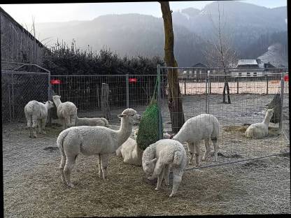 Bild 3:Wir suchen Nachfolger für unsere Alpaka-Zucht