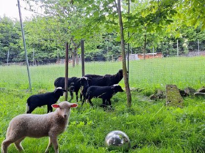 Reinrassige Waldschafe und Waldschafbock