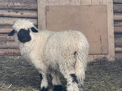 Walliser Schwarznasen Aue Bio