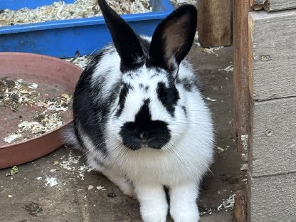 Kaninchen