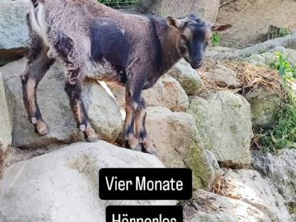 Zwerg Ziegenböcke