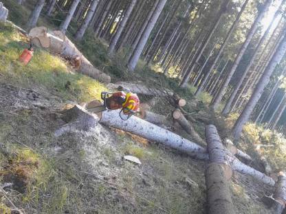 Bild 9:Holzschlägerung