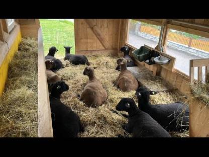 Bild 3:Jura Zuchtlämmer