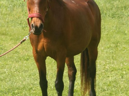 Bild 3:Furioso (Ungarisches Halbblut) Stute