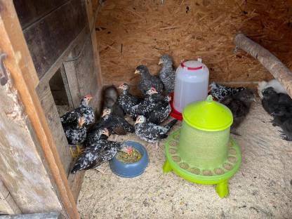 Bild 2:2,6 Stoapipperl