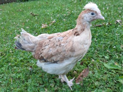 Sulmtaler Hennen