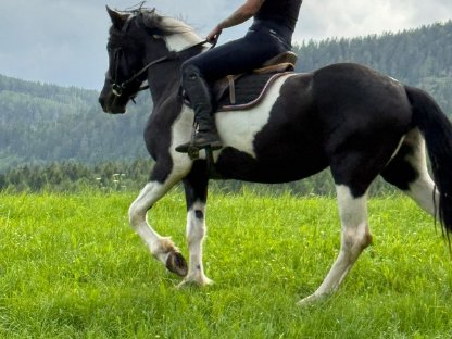 Bild 6:3-jährige Barockpintostute zu verkaufen