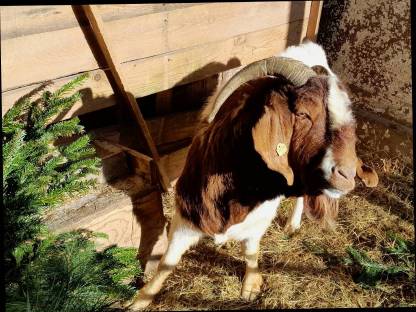 Burenziegenbock