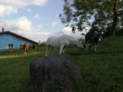 Bild 2:Einzelboxen frei, Standort: 4622