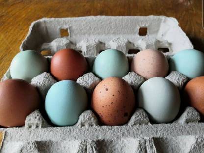 Naturbunte Bruteier - Grünleger, Blauleger, Marans, bunte Ei