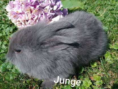 Zwergkaninchen