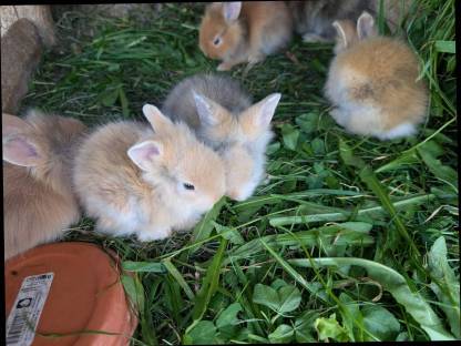 Bild 6:Zwergkaninchen laufend zu verkaufen