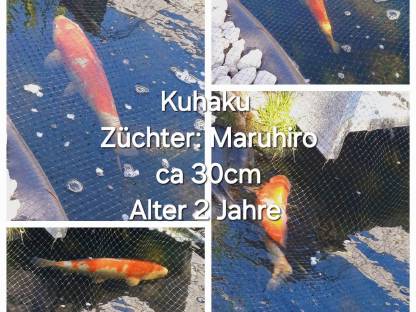 Koi,Teichfische,Zierfische,Fische