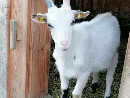 Bild 2:Bio reinrassige Steirische Scheckenziegen zu verkaufen