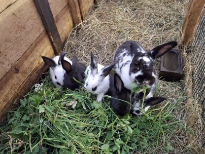 Kaninchen, Fleischhasen/Schlachthasen