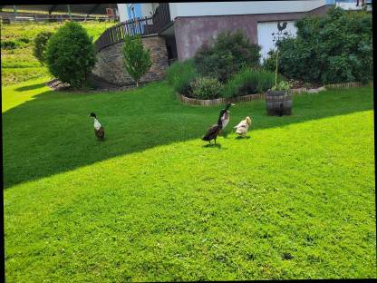Enten