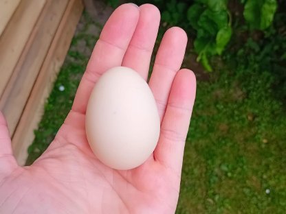 Bild 7:Bruteier - Lavender Araucaner, Seidenhühner, Blumenhühner