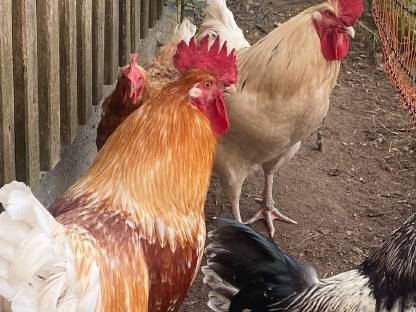 Bild 5:3 Jung-Hähne