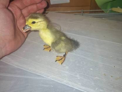 Warzenenten Küken