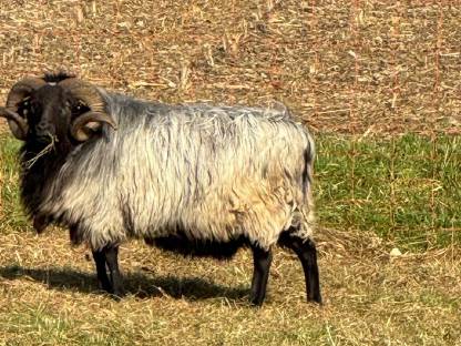 Bild 2:Heidschnuckenbock reinrassig