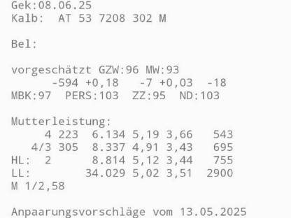 Bio Holstein Zuchtvieh