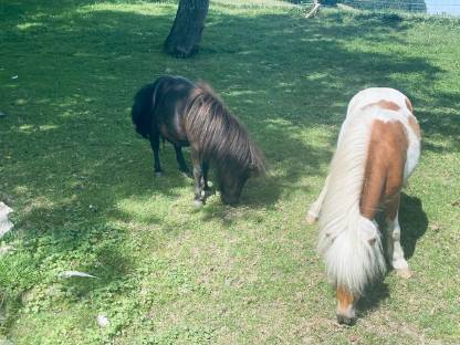Bild 2:2 Mini Shetlandponys Stuten
