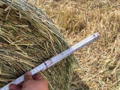 Bild 6:Heu 1. Schnitt