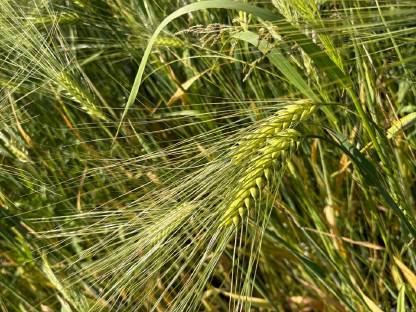 Bio-Gerste und Bio Weizen ab Feld