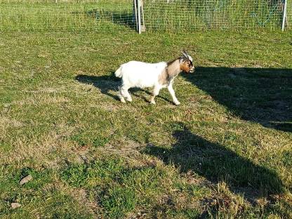 Bild 6:Minizwergziegen