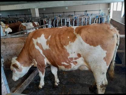 Bild 7:Bio FL-RF-Erstlingskühe aus Aufzuchtbetrieb