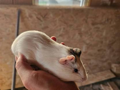 Meerschweinchen
