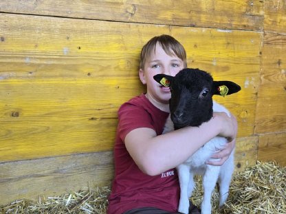 Bild 5:Verkaufe reinrassiges Dorperlamm