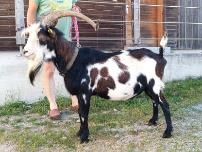 Tauernscheckenbock JURAN
